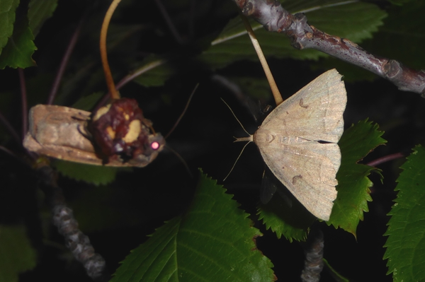 Herminia flavicrinalis, Erebidae